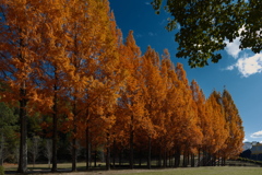 日本へそ公園のメタセコイア並木４