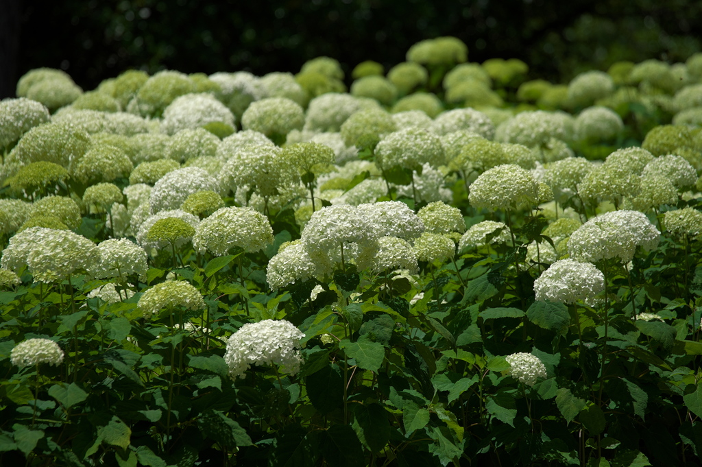 森林植物園の紫陽花（アジサイ）３