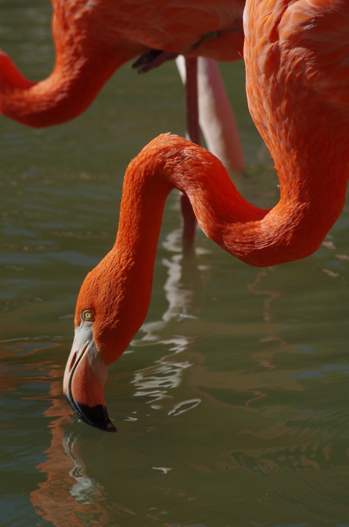 王子動物園のフラミンゴ（紅）