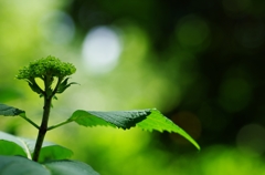 紫陽花（アジサイ）間近