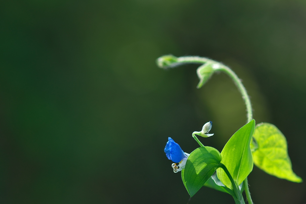 畔に咲く野草花（ツユクサ）