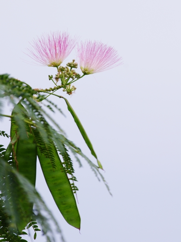 （まだ）夏の花々２９（合歓木）