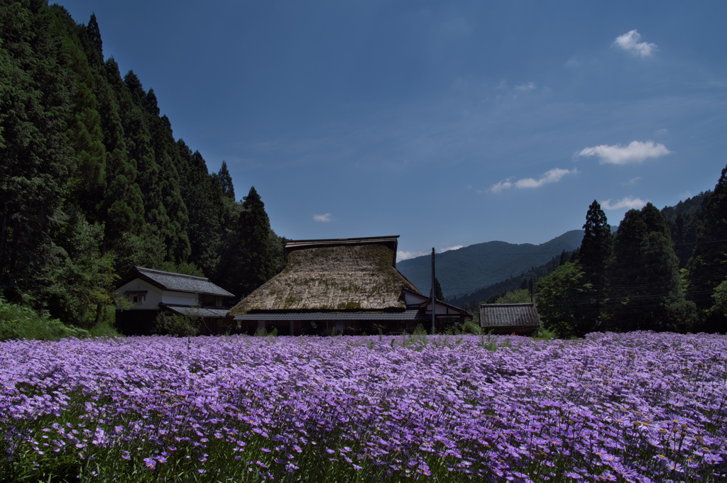 久多の北山友禅菊３