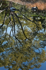 明石公園の藤見池１