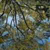 明石公園の藤見池１