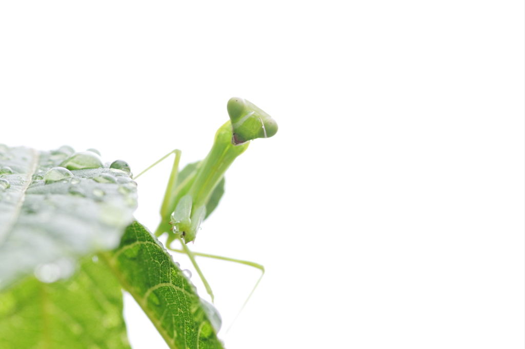 雨上がりの蟷螂（カマキリ）２