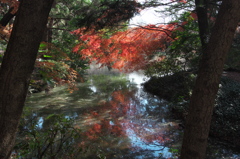 師走の紅葉１（京都府立植物園）