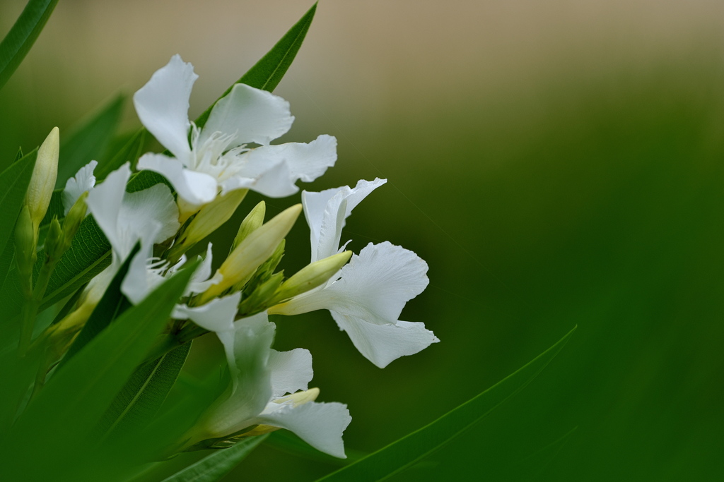 夏の花夾竹桃（キョウチクトウ）１