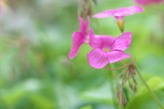 芋傍食（イモカタバミ）