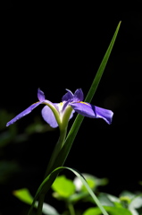 花菖蒲（ハナショウブ）