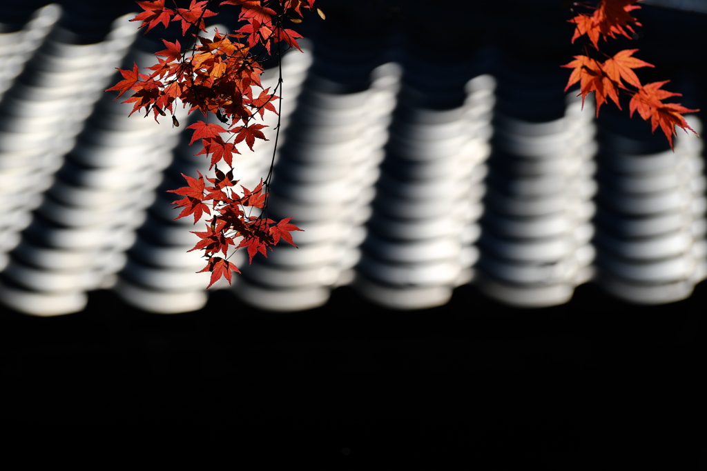 神社の赤紅葉（モミジ）２