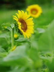 夏の花々１７（向日葵）