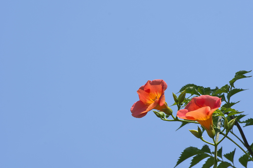 青空に凌霄花（ノウゼンカズラ）