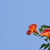 青空に凌霄花（ノウゼンカズラ）