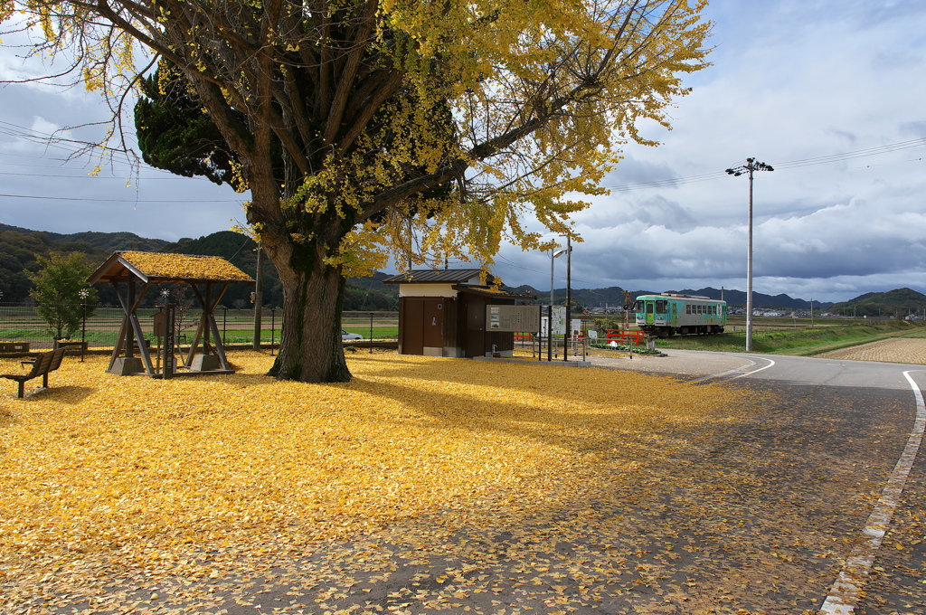 網引（あびき）駅の大イチョウ３