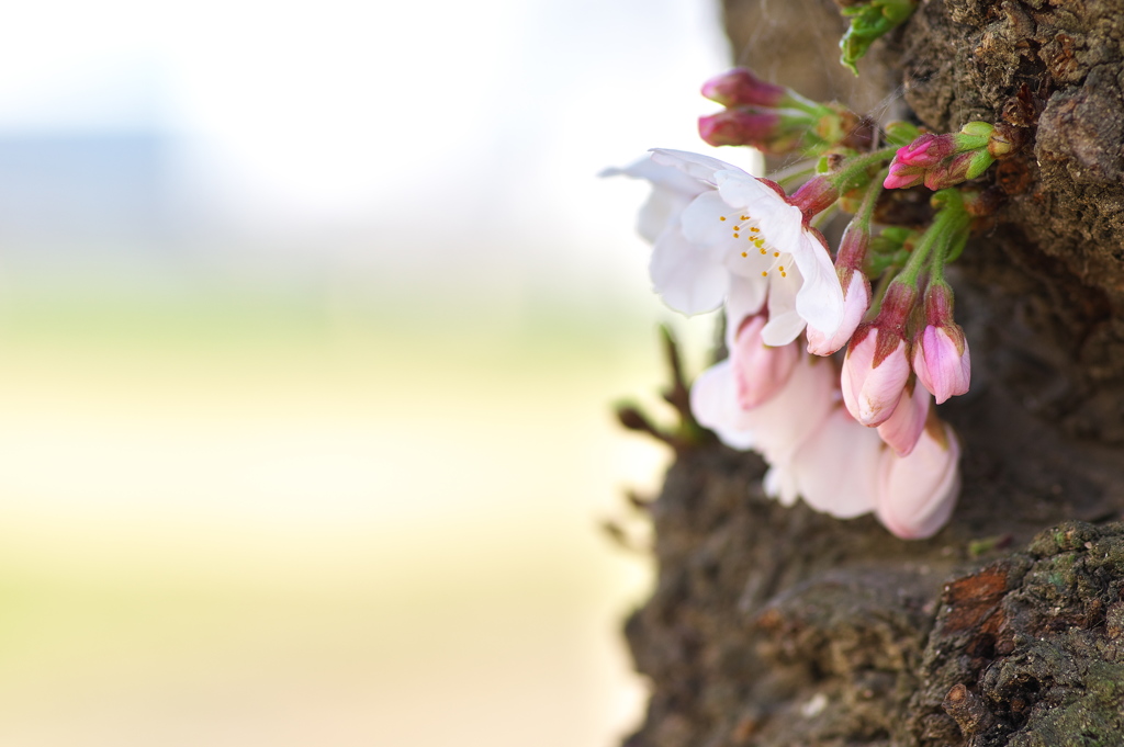 公園の染井吉野（ソメイヨシノ）が開花した３