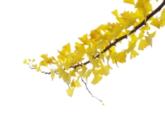 秋の彩り７（銀杏の紅葉）