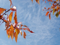 秋の彩り５（大島桜の紅葉）