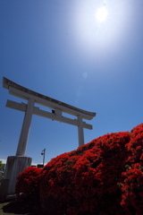 長岡八幡宮の霧島躑躅（キリシマツツジ）２