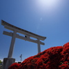 長岡天満宮の霧島躑躅（キリシマツツジ）２
