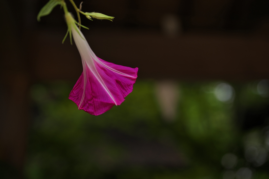 神社の朝顔（アサガオ）４