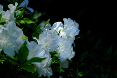 神社に咲く躑躅（ツツジ）白花