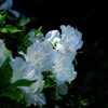 神社に咲く躑躅（ツツジ）白花