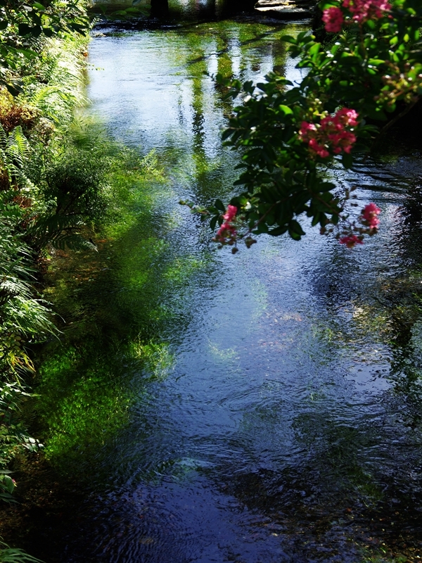 醒井の梅花藻（バイガモ）と百日紅（サルスベリ）２