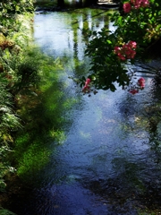 醒井の梅花藻（バイガモ）と百日紅（サルスベリ）２