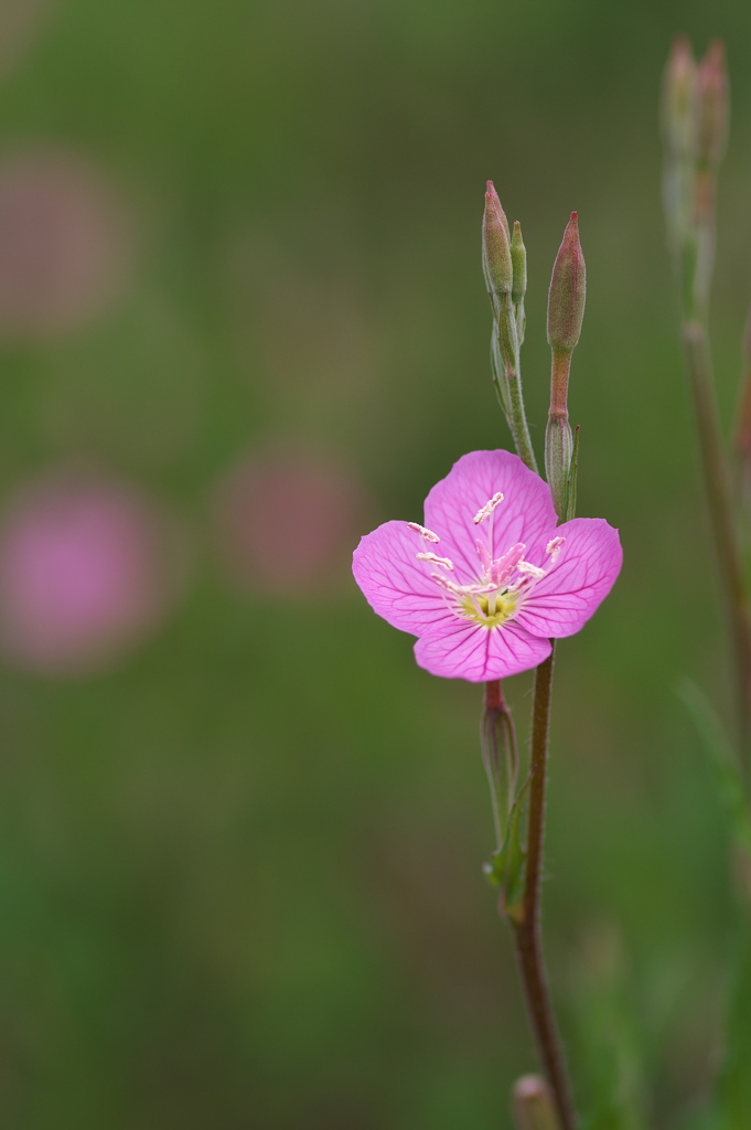 農道に咲く赤花夕化粧（アカバナユウゲショウ）