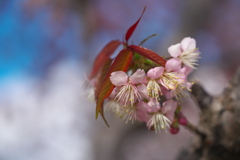 公園の正月桜２