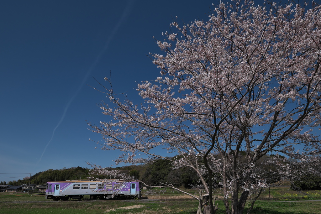 ローカル線とサクラ