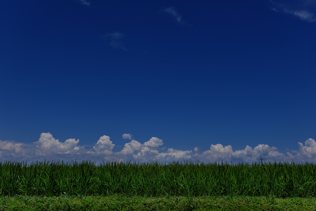 夏雲と稲（イネ）