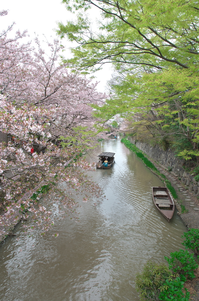 近江八幡の桜１（八幡堀）