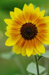 太陽の花、向日葵（ヒマワリ）