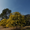 明石海峡公園のギンヨウアカシア（ミモザ）１