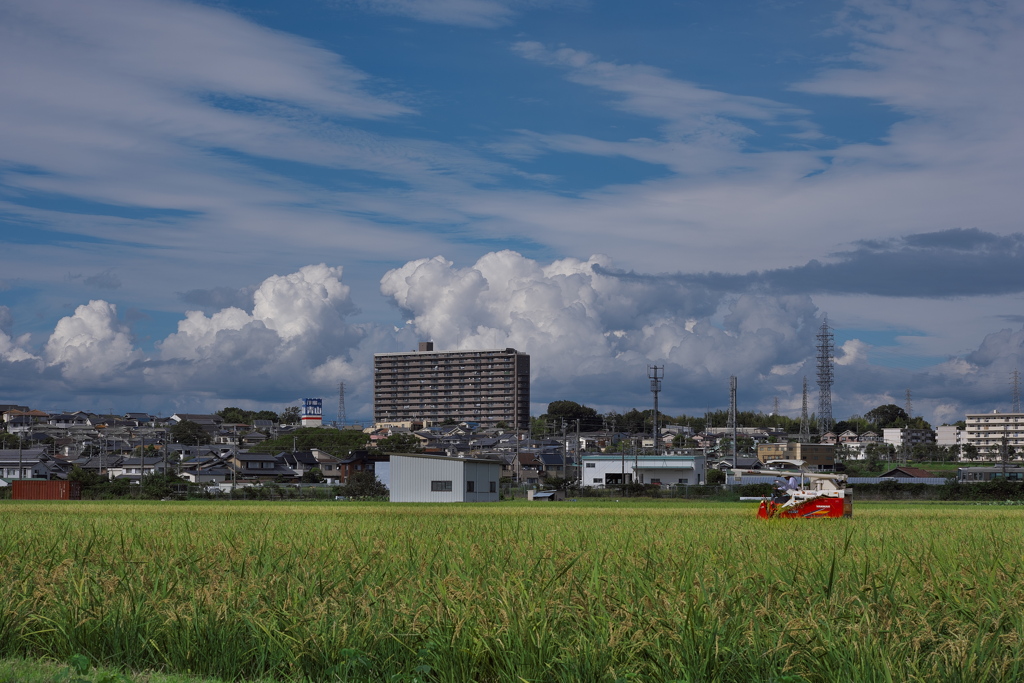 夏雲の下の稲刈り