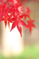 まだ紅葉（モミジ）が２（金ケ崎公園）