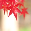 まだ紅葉（モミジ）が２（金ケ崎公園）