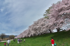 淀川河川公園背割堤の桜並木２