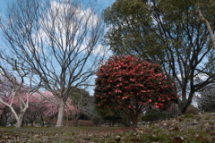 大中遺跡公園の山茶花１