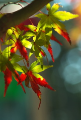 晩秋から初冬へ（神社の紅葉１）