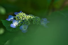 金ヶ崎公園の額紫陽花（ガクアジサイ）