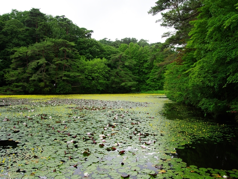 森林植物園３（長谷池の阿佐佐１）