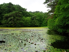 森林植物園３（長谷池の阿佐佐１）