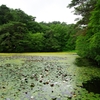 森林植物園３（長谷池の阿佐佐１）