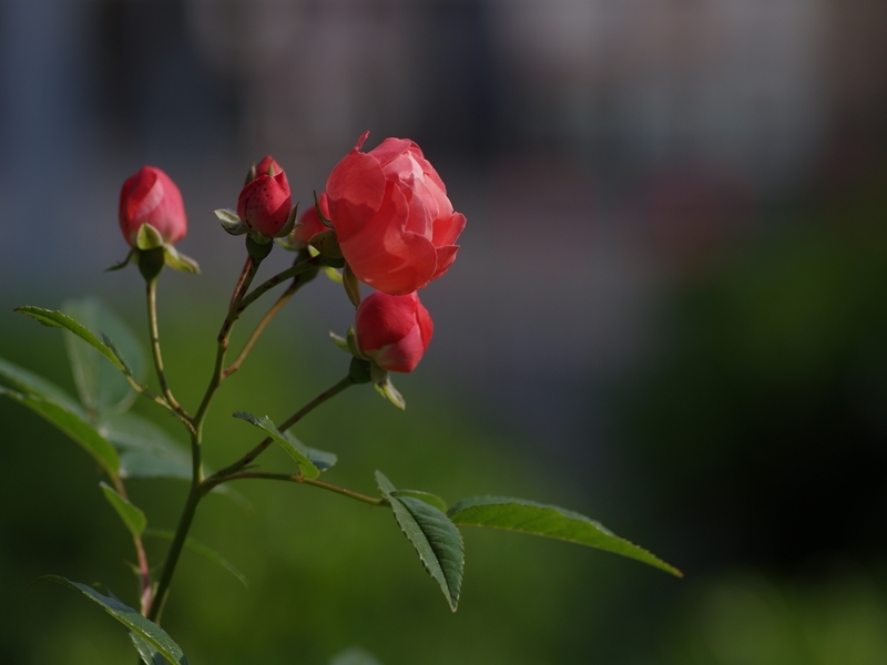 木瓜（ボケ）の花１
