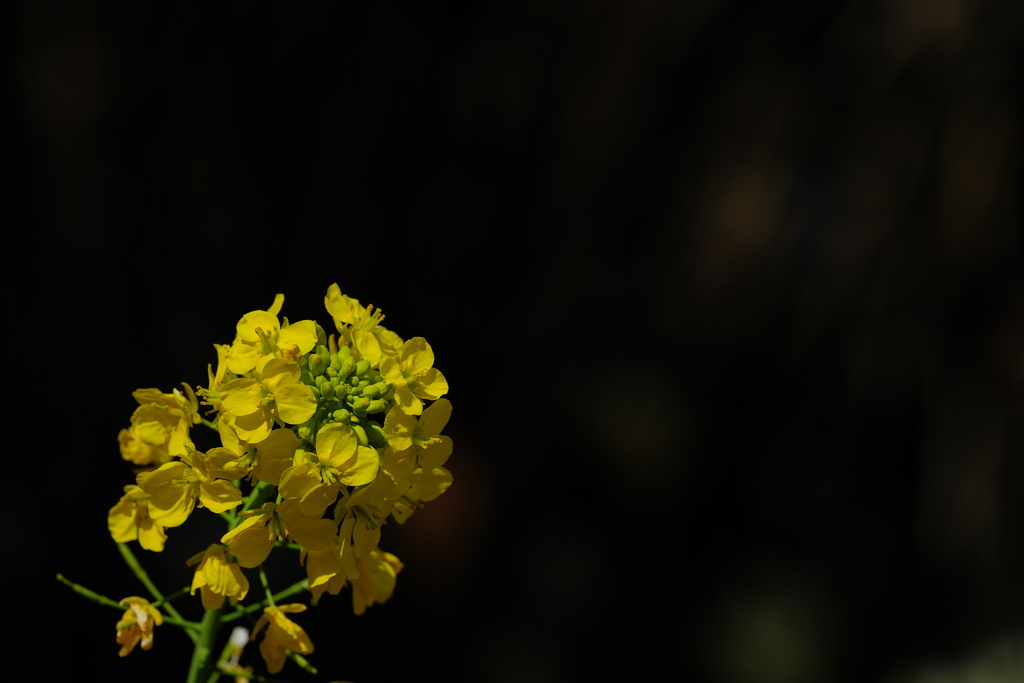 住吉神社の菜の花２