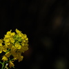 住吉神社の菜の花２