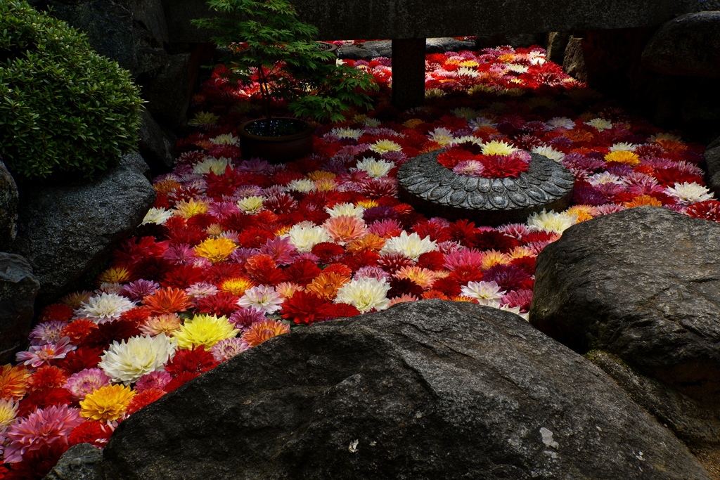 岡寺の華の池